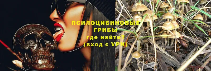 наркота  Костерёво  Псилоцибиновые грибы Cubensis 